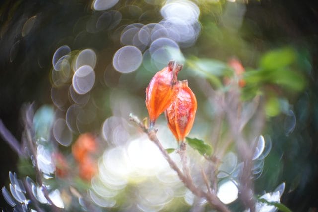 Kino Plasmat 25mm f1.5の作例