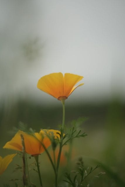 Kern-Switar 50mm f1.8 AR ALPA Review作例 おすすめ神オールドレンズ銘玉