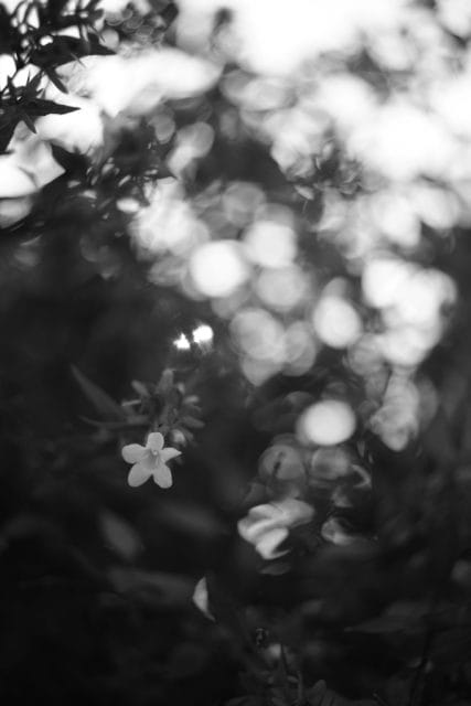 Leitz Summaron 35mm f2.8 作例 ライカMマウントオールドレンズ