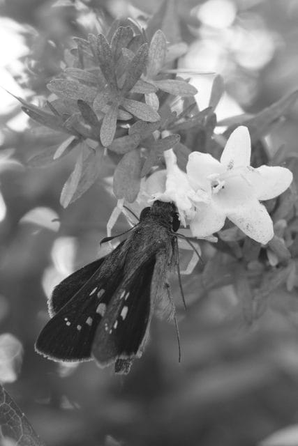 Leitz Summaron 35mm f2.8 作例 ライカMマウントオールドレンズ