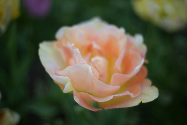 Leitz Summicron 35mm f2 1st 8枚玉 作例 ライカの銘玉 広角神オールドレンズ