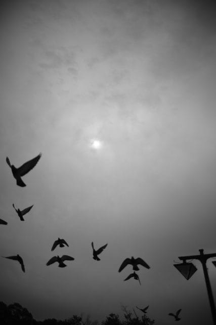 Leitz Summicron 35mm f2 1st 8枚玉 作例 ライカの銘玉 広角神オールドレンズ