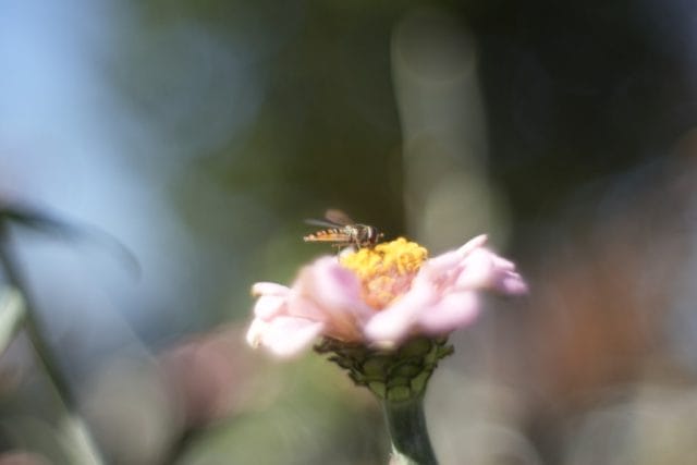 Leitz Summilux 35mm f1.4 2nd 1st M ライカ銘玉クセ玉神オールドレンズ