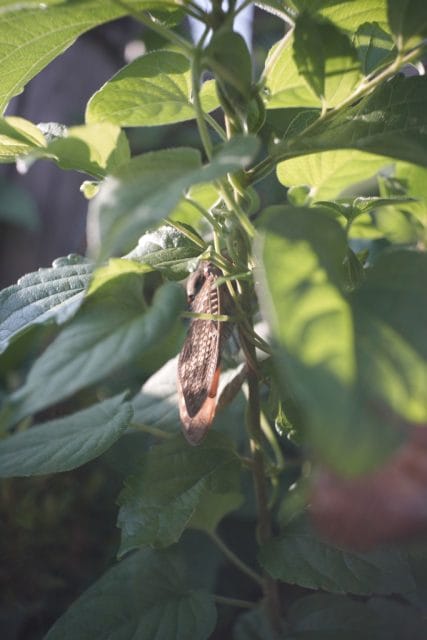 Leitz Elmar 35mm f3.5 作例 ライカ オールドレンズ Lマウント