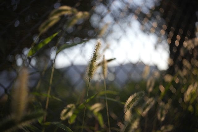 Leitz Elmar 35mm f3.5 作例 ライカ オールドレンズ Lマウント