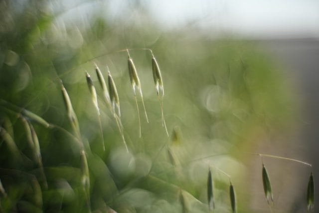 Leitz Summilux 35mm f1.4 2nd 1st M ライカ銘玉クセ玉神オールドレンズ