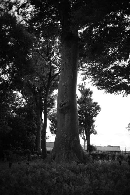 Leitz Summaron 35mm f2.8 作例 ライカMマウントオールドレンズ