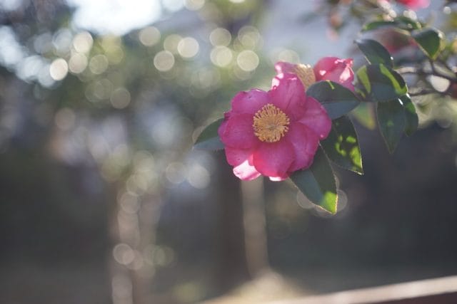 Elmar 50mm f3.5 L 作例