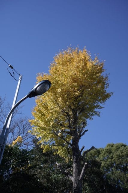 Olympus OM System G.Zuiko 35mm f2.8 オールドレンズ作例