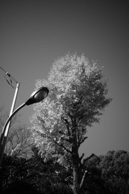 Olympus OM System G.Zuiko 35mm f2.8 オールドレンズ作例