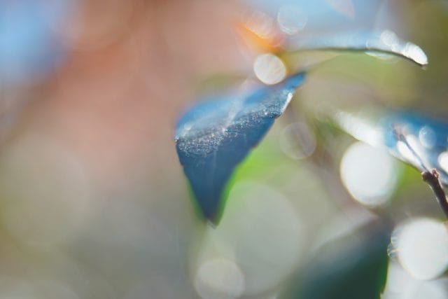 Olympus OM System G.Zuiko 35mm f2.8 オールドレンズ作例