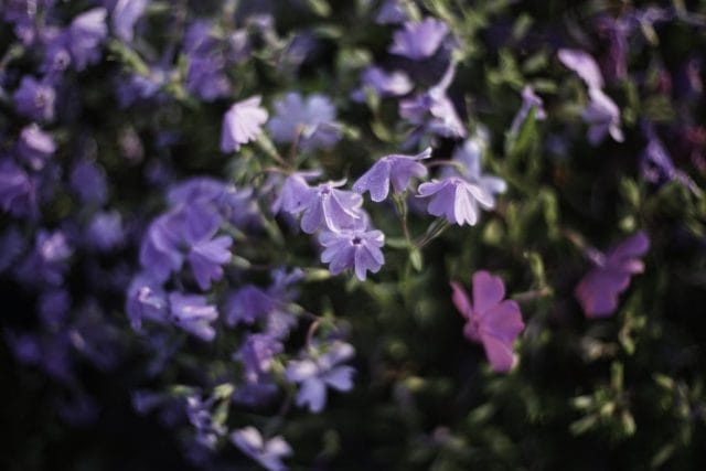 Midland 50mm f/1/1.5 レンズ 61A6PAij5tL._AC_UF350,