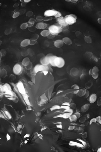 Light Lens Lab 50mm f1.5 Z21 作例 Leica M-Monochrom typ246