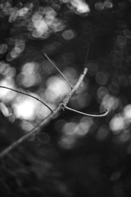 Leica M Monochrom typ246 作例 Light Lens Lab 50mm f1.5 Z21