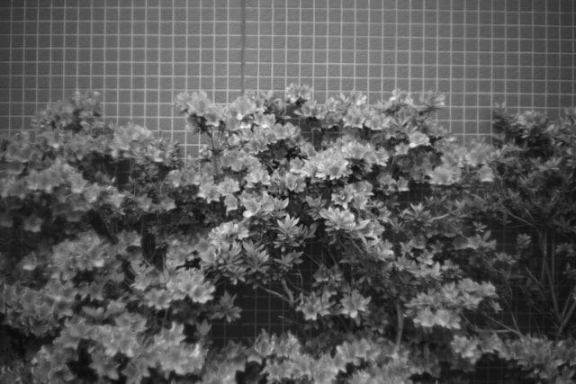 Leica M Monochrom typ246 作例 Light Lens Lab 50mm f1.5 Z21