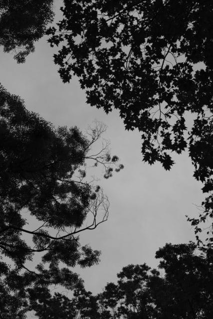 Leica M Monochrom typ246 作例 Light Lens Lab 50mm f1.5 Z21