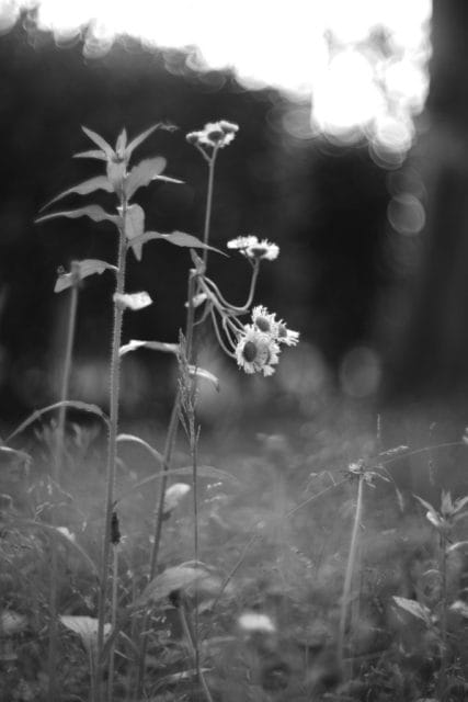 Leica M Monochrom typ246 作例 Light Lens Lab 50mm f1.5 Z21