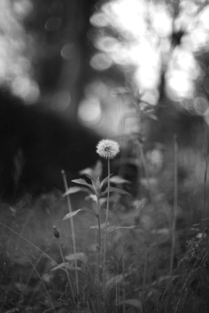 Leica M Monochrom typ246 作例 Light Lens Lab 50mm f1.5 Z21