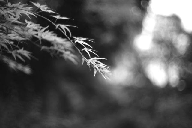 Leica M Monochrom typ246 作例 Light Lens Lab 50mm f1.5 Z21