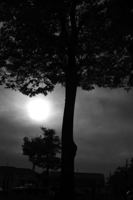 Leica M Monochrom typ246 作例 Light Lens Lab 50mm f1.5 Z21