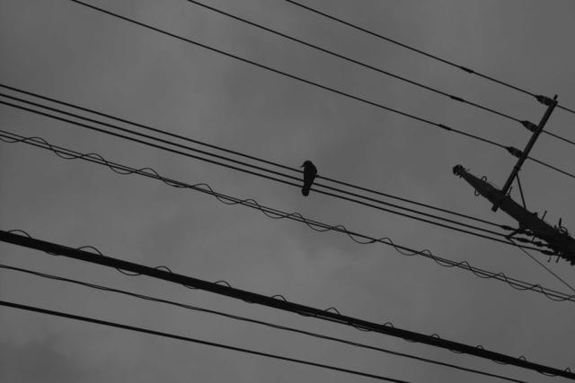 ライカMモノクローム typ246 作例 M-Monochrom